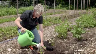 Tips for saving water in the vegetable garden