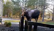 Introduction to "Urban Wildlife"