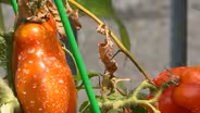 Celebrating Appalachia Through Seed Swap