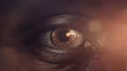 Human: Origins Preview
