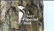 A Very Special Bird