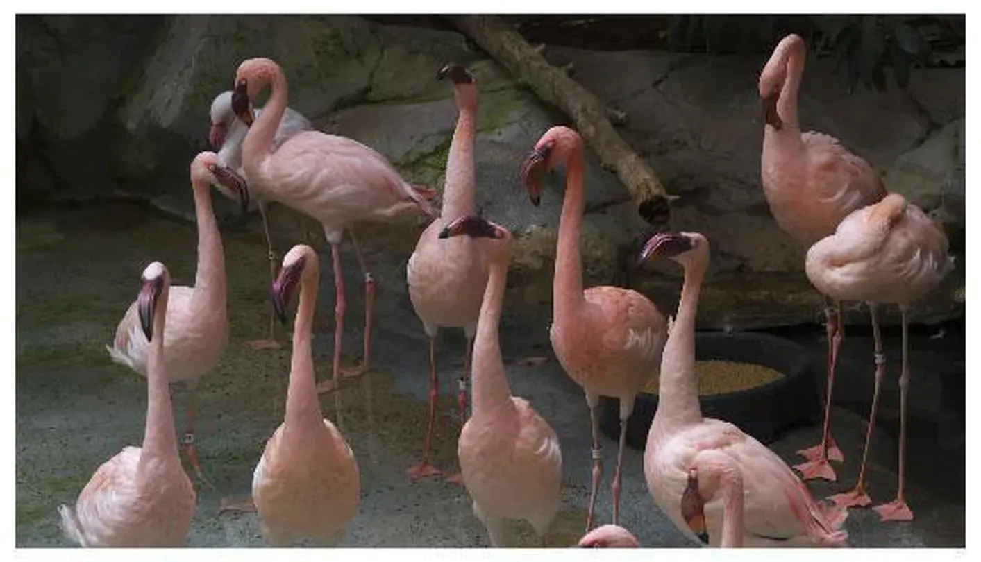 Musical Menagerie with the Minnesota Zoo