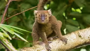 Meet One of the World’s Rarest Lemurs