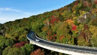 Preview | The Science of Trees