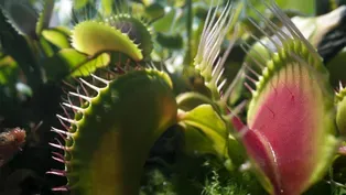 How Venus Flytraps Count