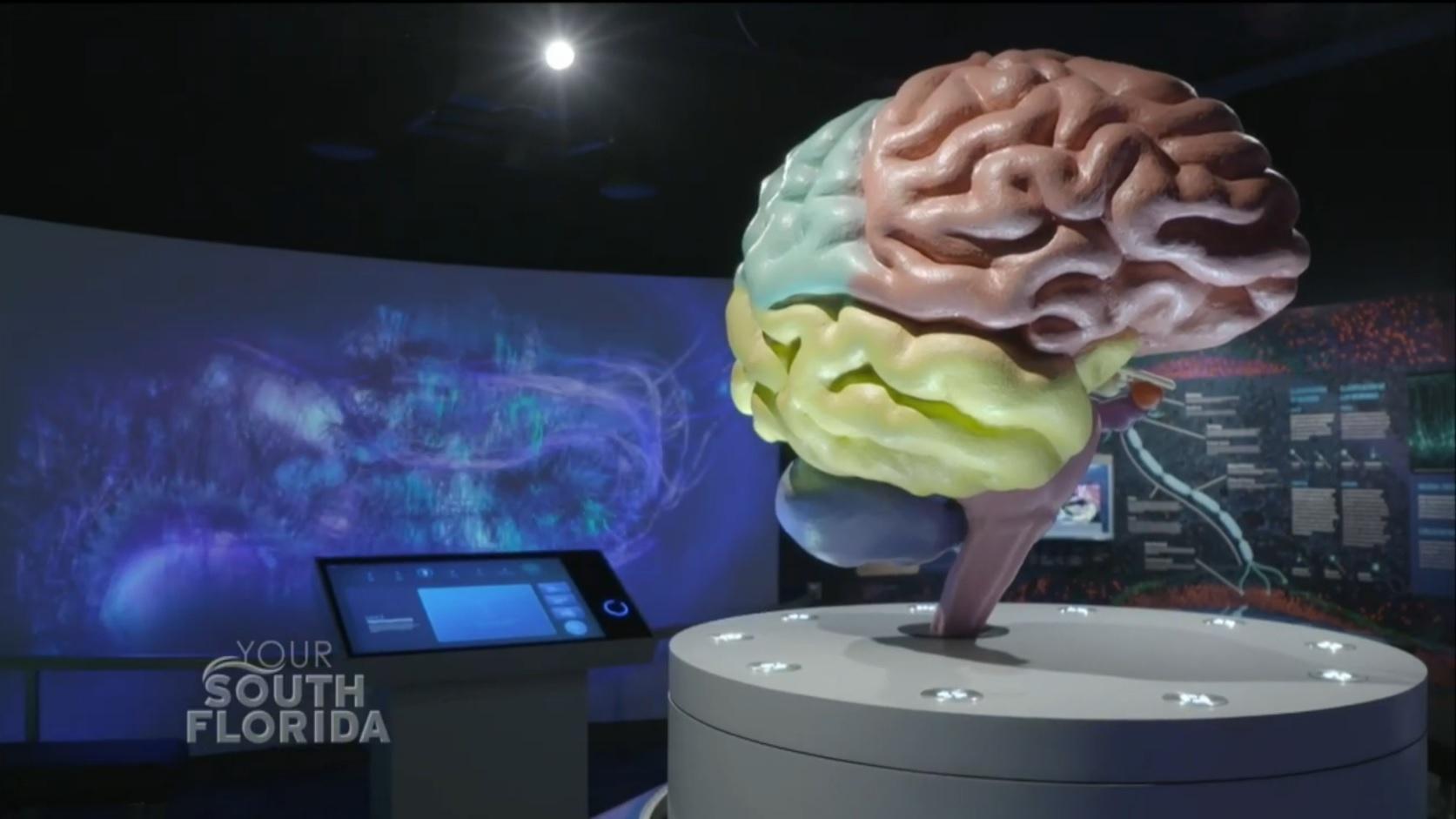 Your South Florida | Journey Through the Human Brain | Season 3 | PBS