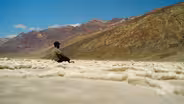 Death Valley: Life Blooms