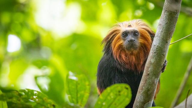 Nature | Preview of Big Little Journeys: Survival