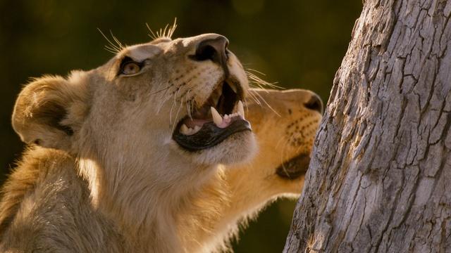 Big Cats 24/7 | Lions Steal a Leopard Kill