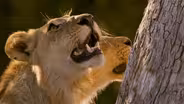 Lions Steal a Leopard Kill