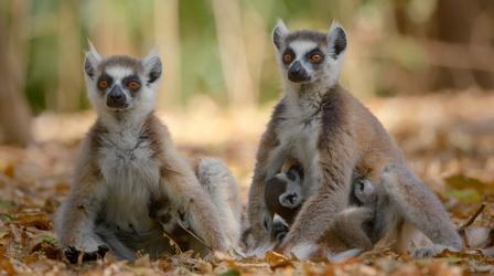 Video thumbnail: Nature Family Matters | Primates
