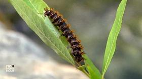 Video thumbnail: PBS NewsHour How cutting-edge engineering borrows nature's innovations