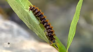 How cutting-edge engineering borrows nature's innovations