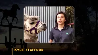Llama Costume Champ Kylie Stafford