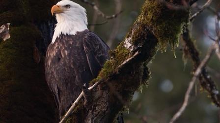 Video thumbnail: Untamed Treating and Preventing Lead Poisoning in Wildlife