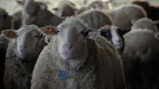 The Bellwether Cheesemakers