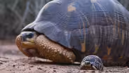Growing Up as a Radiated Tortoise