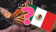 The Big Lie about Monarch Butterflies