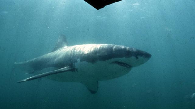 Endurance swimmer Lewis Pugh raises awareness for sharks