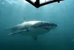 Endurance swimmer Lewis Pugh raises awareness for sharks