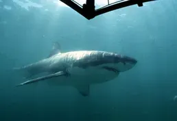 Endurance swimmer Lewis Pugh raises awareness for sharks
