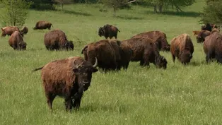 Native Prairie Bison