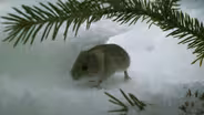 Dramatic Vole Escape Caught on Camera