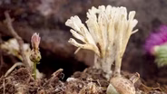 Fungi