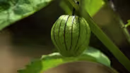 Mexican Restaurant Garden