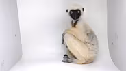 Creature Clip: Von der Decken's Sifaka