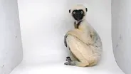 Creature Clip: Von der Decken's Sifaka