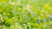 Plant expert answers common seed starting questions