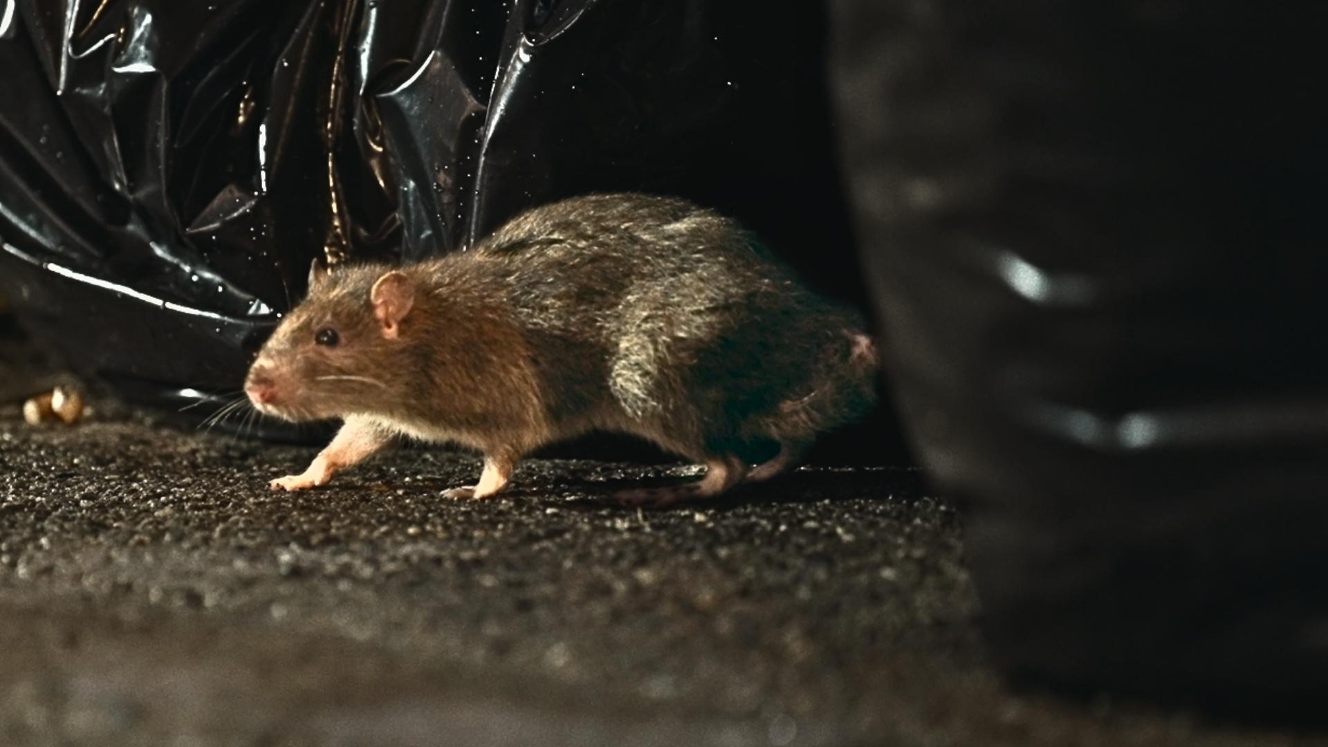 Human Footprint, How NYC Became a Rat Kingdom