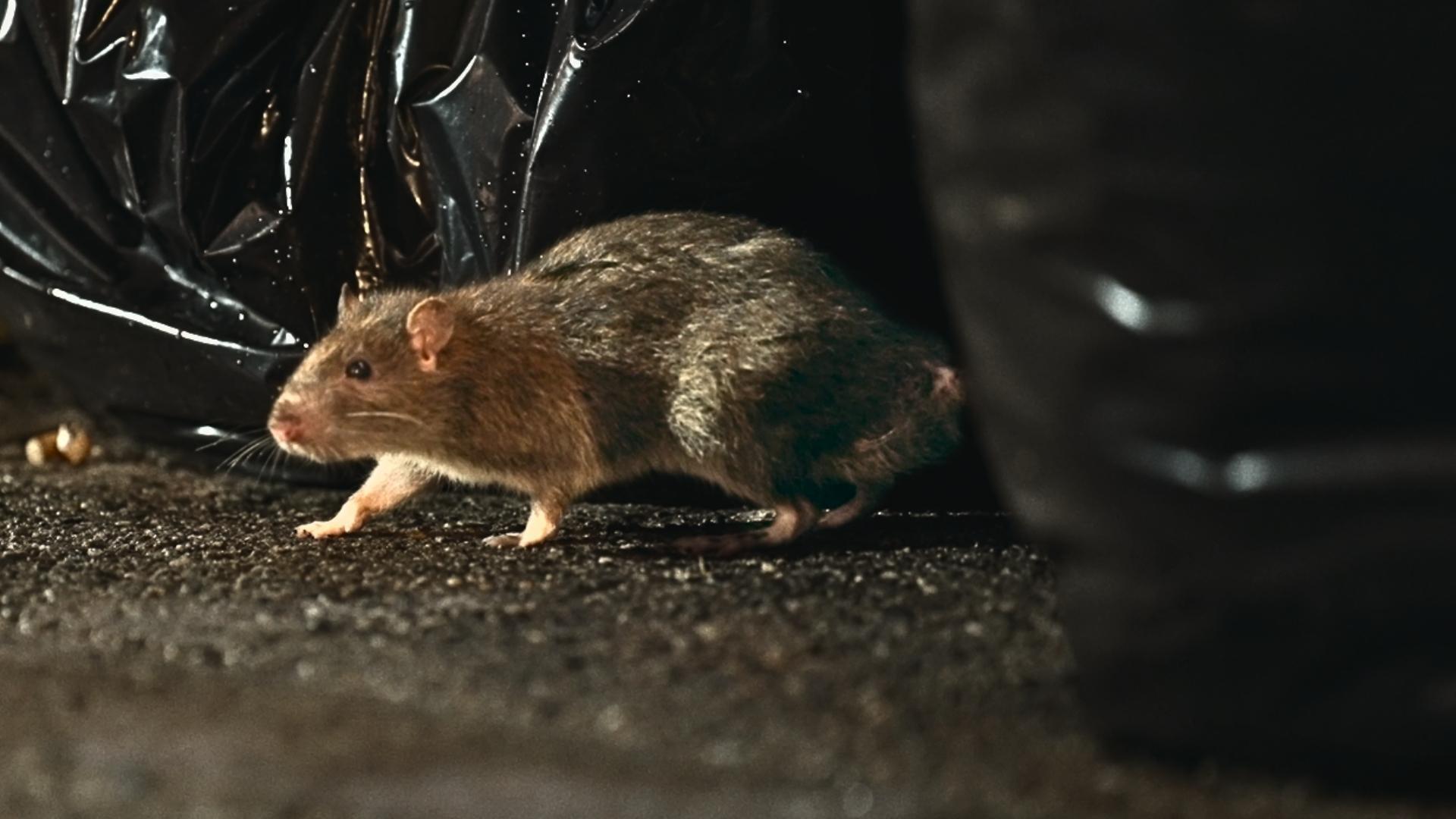 Rats Aren't the Problem in Cities. We Are. – Institute for Local