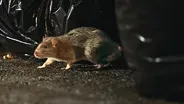 How NYC Became a Rat Kingdom