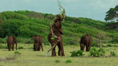 How Forest Elephants Warn Predators