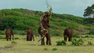 How Forest Elephants Warn Predators
