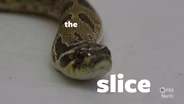 Hognose Snake Ambassador