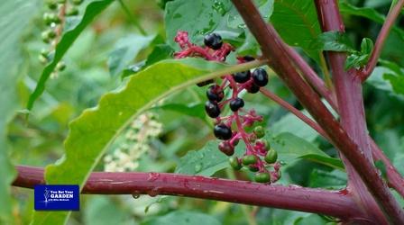 Video thumbnail: You Bet Your Garden You Bet Your Garden S3 Ep. 9 Pokeweed: Threat or Menace?