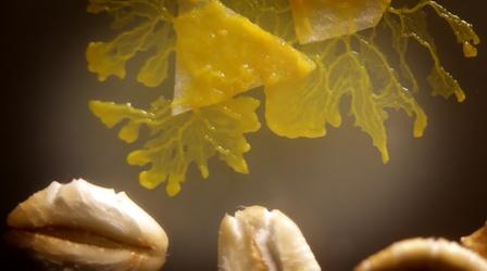 Video thumbnail: Oregon Field Guide Slime Molds