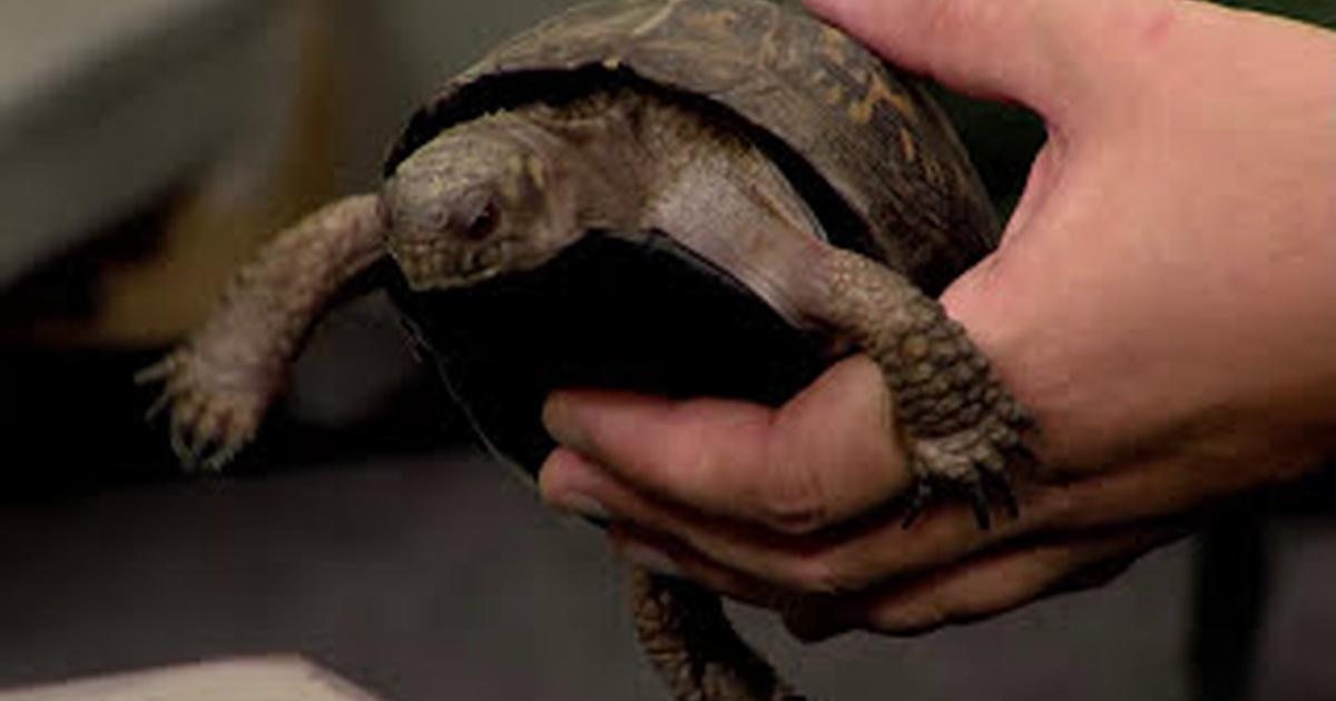 The Paw Report | Turtles | Season 7 | Episode 2 | PBS