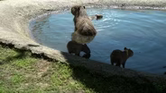 Baby capybaras make a splash at metro Richmond zoo