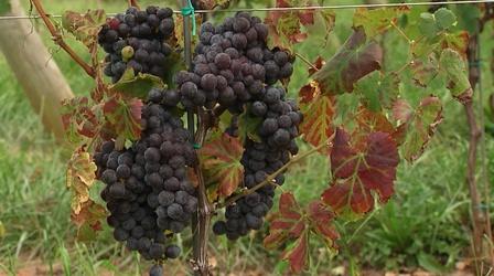 Video thumbnail: Charlottesville Inside-Out Visit Barboursville Vineyards