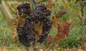 Visit Barboursville Vineyards