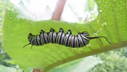 Monarch Larva Monitoring Project - English