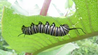 Monarch Larva Monitoring Project - English