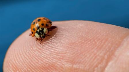 Video thumbnail: Insectarium Pssst: Ladybugs Have a Killer Secret