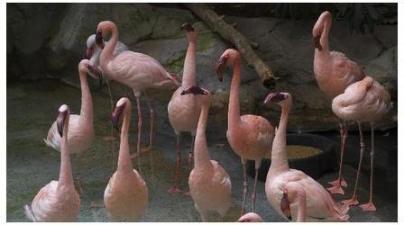Video thumbnail: This Is Minnesota Orchestra Musical Menagerie with the Minnesota Zoo