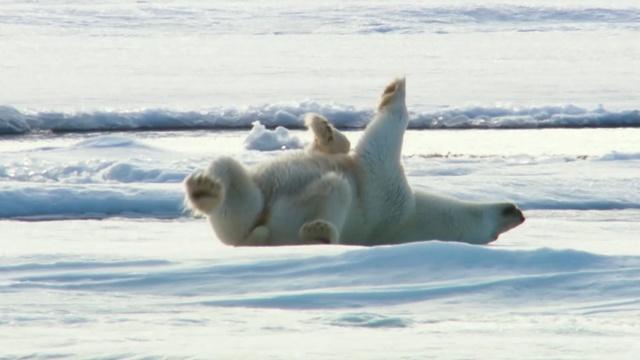 How Polar Bears Dry Off