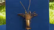 Appraisal: Japanese Copper Spiny Lobster, ca. 1900